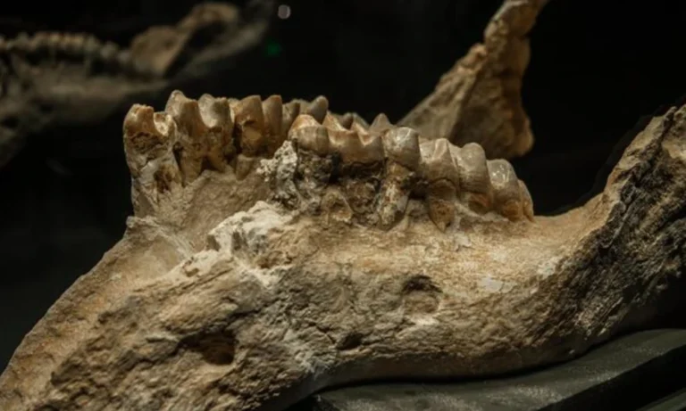 How Fossil Hunters Discover Bone Valley Megalodon Tooth Specimens